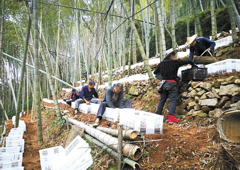 深挖丛林“钱库”，浙江林下生“金”