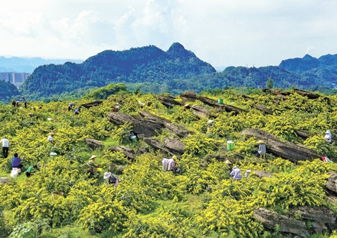 重庆秀山：一朵山银花，开放19亿元综合产值